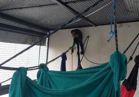 FAUNA NEWS Homem é preso por criar macaco-prego traficado e apresentar nota fiscal falsa