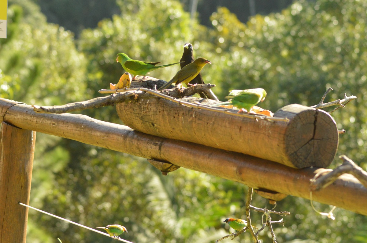 FAUNA NEWS Comedouro para aves: prós e contras da prática pela visão da Ciência