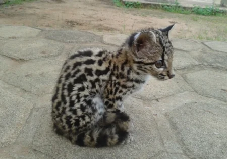 FAUNA NEWS Pesquisadores confirmam presença do gato-maracajá-peludo na chapada do Araripe (CE)