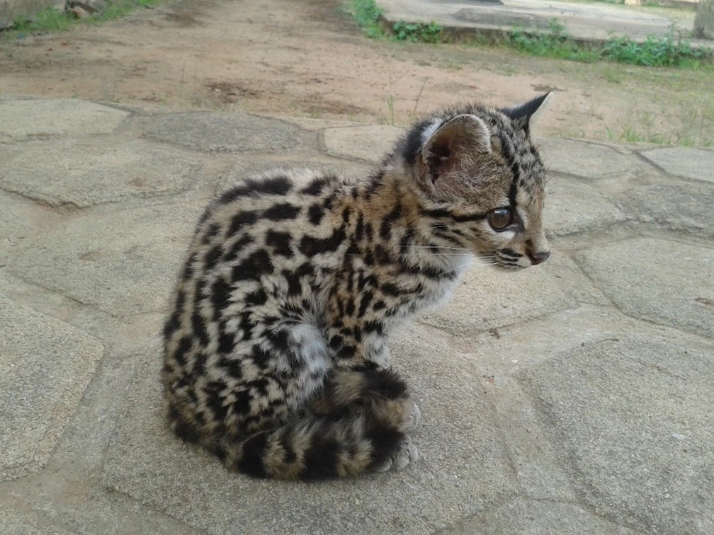 FAUNA NEWS Pesquisadores confirmam presença do gato-maracajá-peludo na chapada do Araripe (CE)