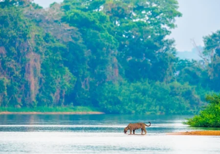 FAUNA NEWS Pantanal ganha unidade de conservação particular em Mato Grosso do Sul