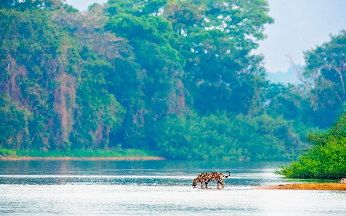 FAUNA NEWS Incêndios no MT ameaçam uma das maiores populações de onças-pintadas do mundo