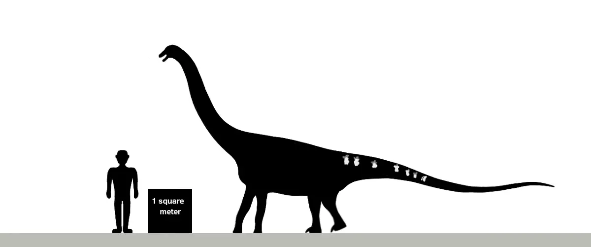 FAUNA NEWS Novas descobertas de dinossauros no Brasil: conheça Tietasaura derbyiana e Tiamat valdecii!