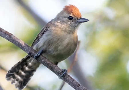 FAUNA NEWS Nova espécie de ave da Caatinga teve origem em variações do rio São Francisco