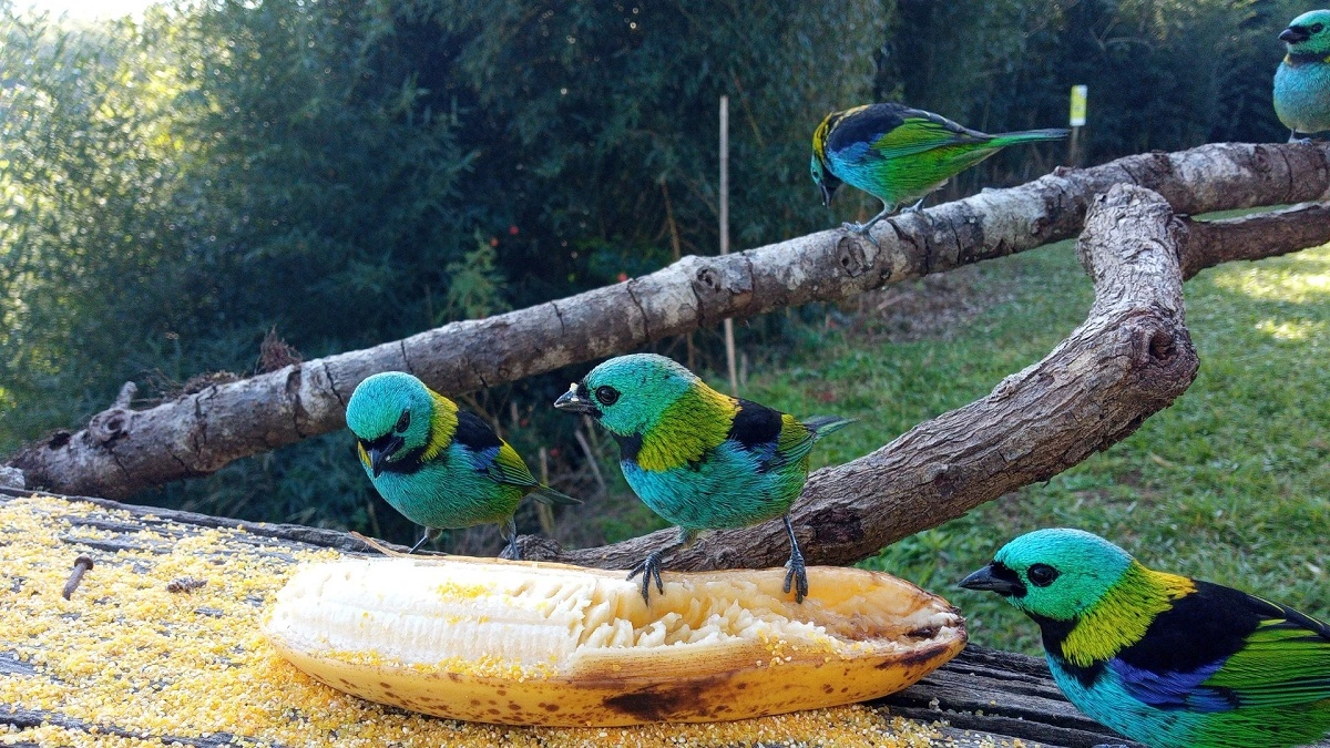 FAUNA NEWS Comedouro para aves: prós e contras da prática pela visão da Ciência