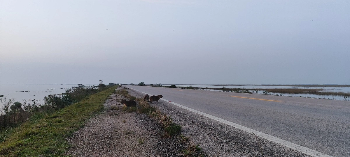 FAUNA NEWS Crise climática influencia os atropelamentos de fauna?