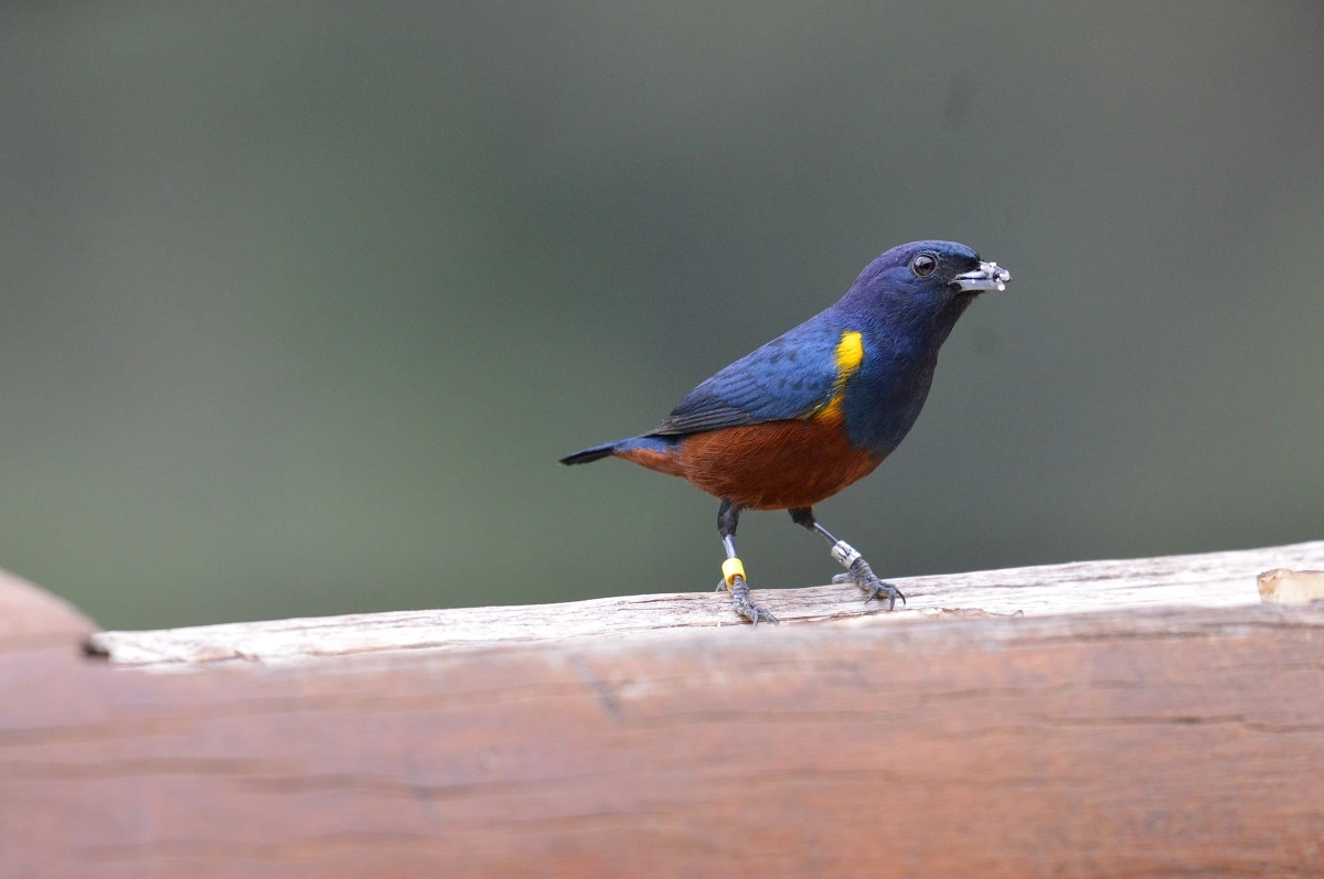 FAUNA NEWS Comedouro para aves: prós e contras da prática pela visão da Ciência