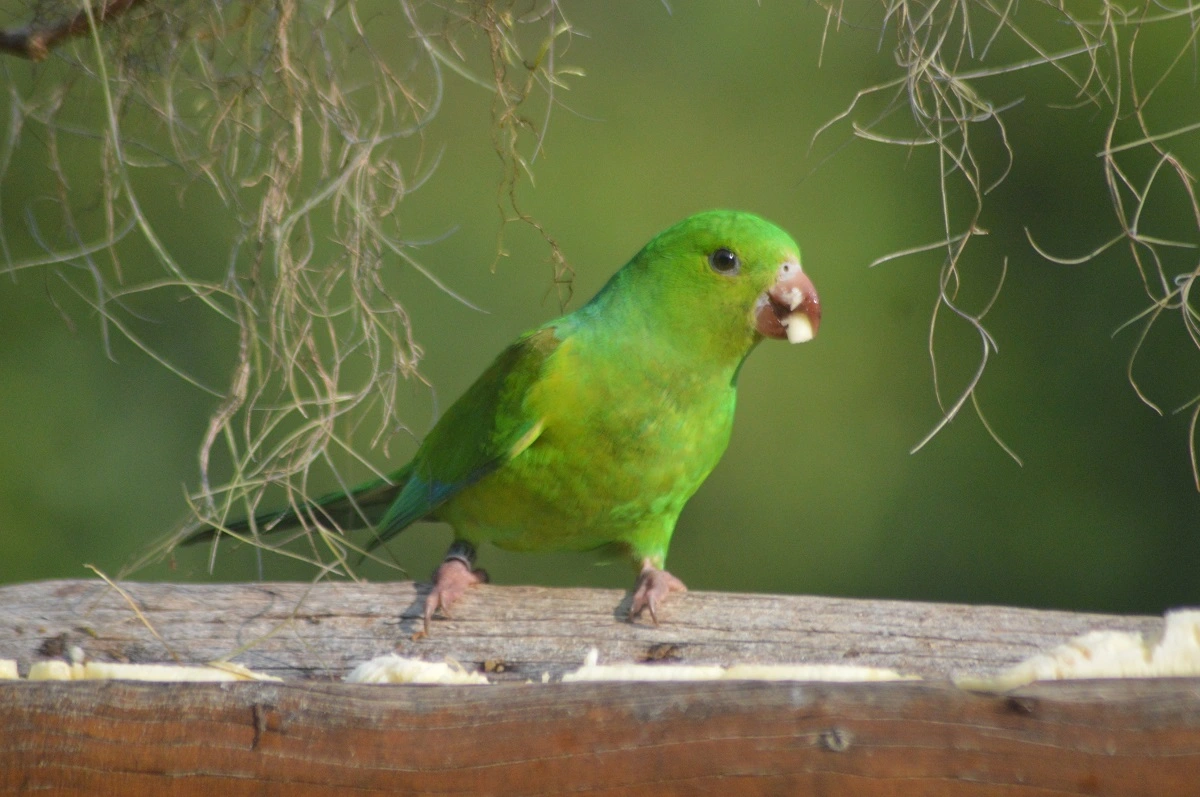 FAUNA NEWS Comedouro para aves: prós e contras da prática pela visão da Ciência