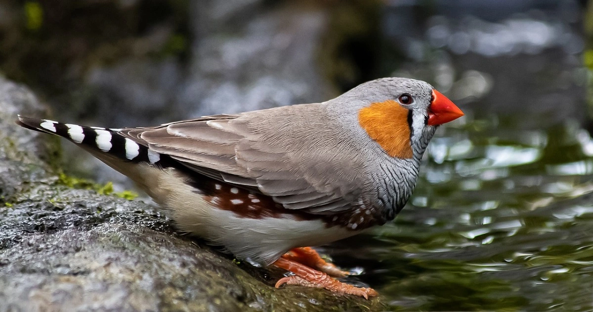 FAUNA NEWS O ruído das rodovias afeta a sobrevivência de aves