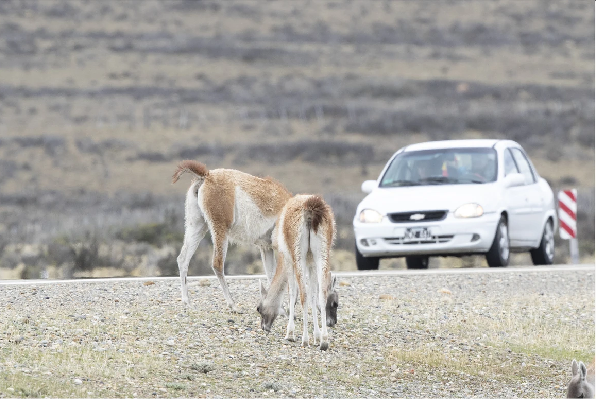 FAUNA NEWS Estradas moldam comportamento dos guanacos na Argentina