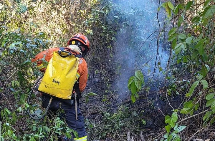 FAUNA NEWS Pantanal acumula maior número de focos de incêndio desde 2020
