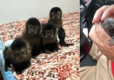 FAUNA NEWS Acusados de tráfico de macacos e aves no Rio de Janeiro viram réus