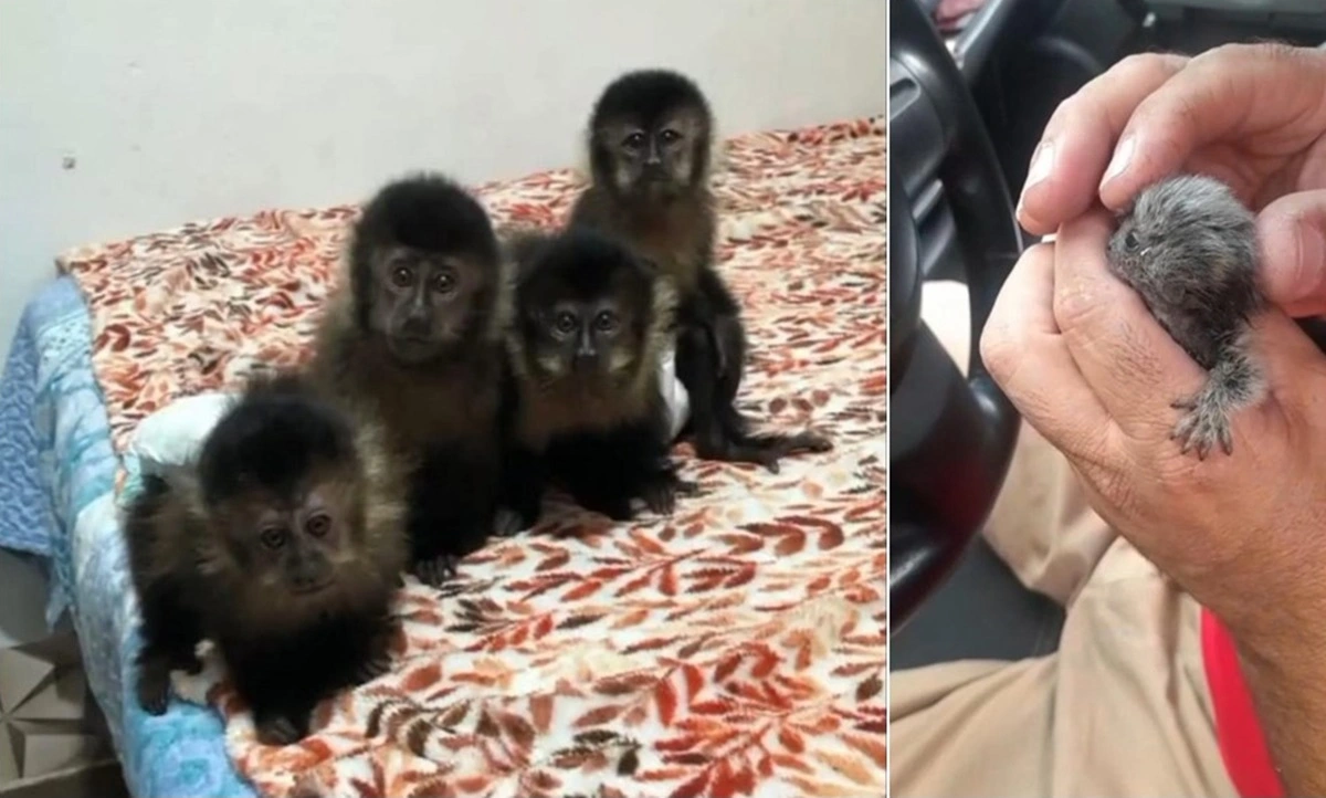 FAUNA NEWS Acusados de tráfico de macacos e aves no Rio de Janeiro viram réus