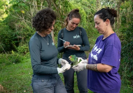 FAUNA NEWS Documentário detalha esforço pela conservação do papagaio-de-peito-roxo