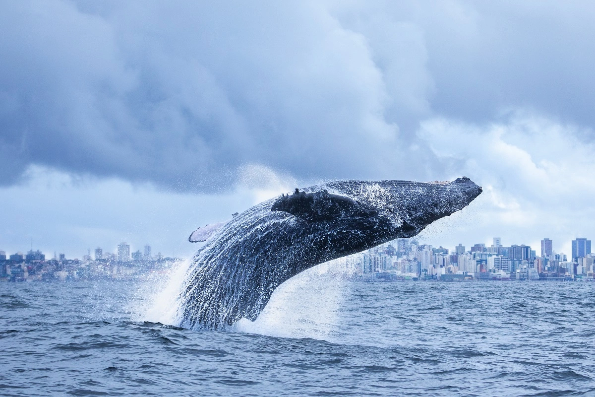 FAUNA NEWS Fotografando baleias no Brasil