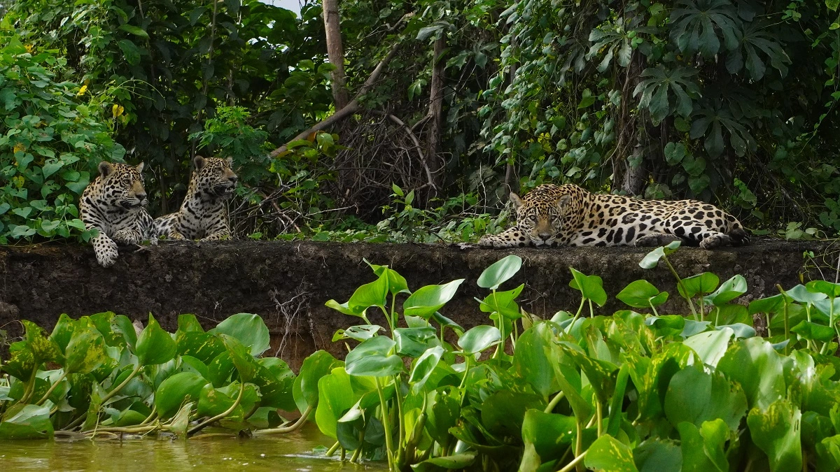 FAUNA NEWS Fotografando a onça-pintada