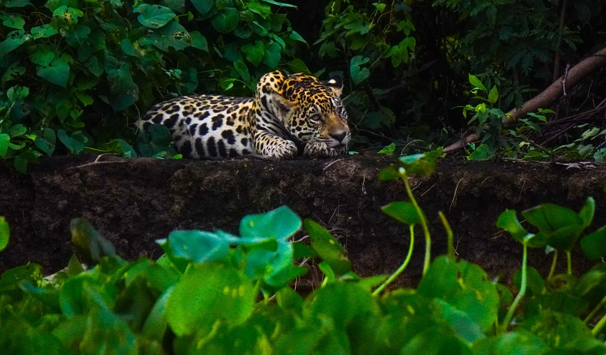 FAUNA NEWS Fotografando a onça-pintada