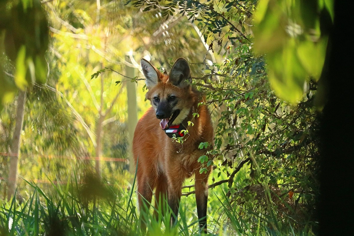 FAUNA NEWS O lobo-guará Urbano volta à natureza