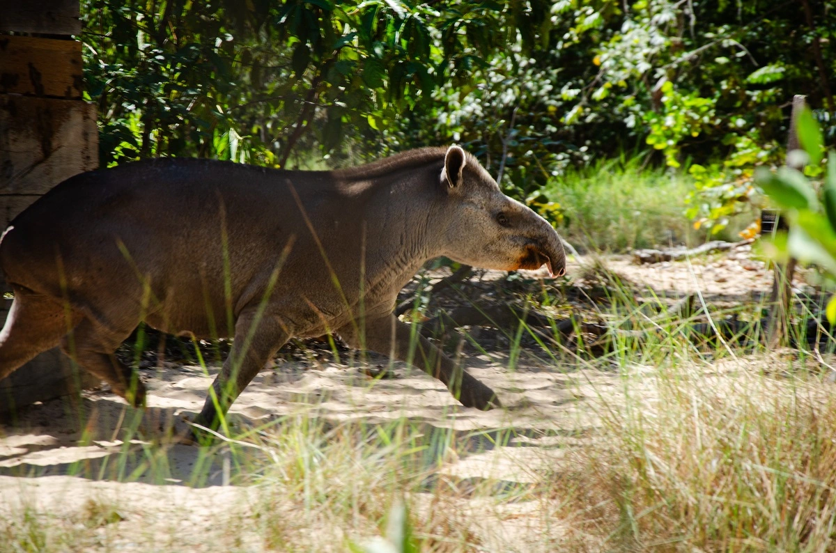 FAUNA NEWS Trabalhos de conservação das antas ganha importantes reconhecimentos durante Simpósio Internacional 