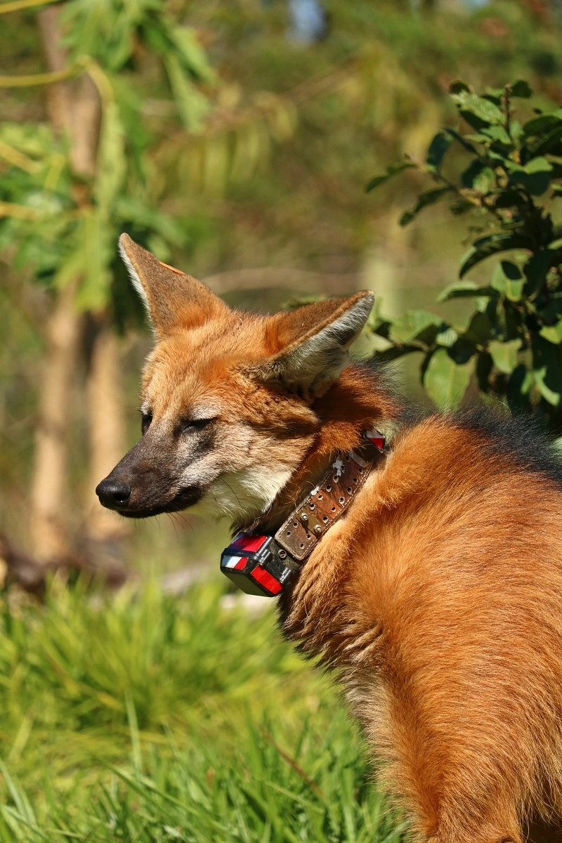 FAUNA NEWS O lobo-guará Urbano de volta à natureza