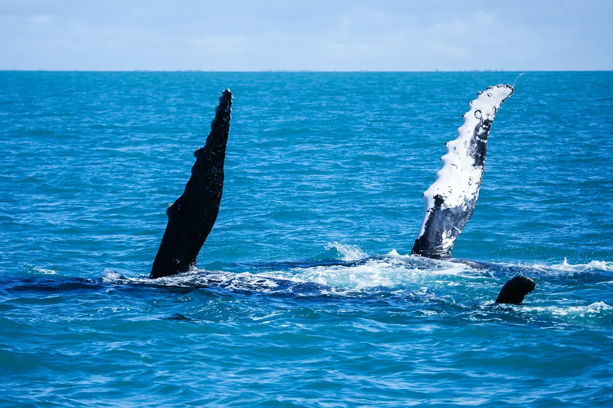 FAUNA NEWS Fotografando baleias no Brasil