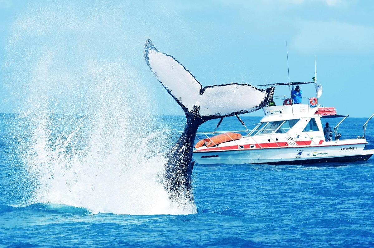 FAUNA NEWS Fotografando baleias no Brasil