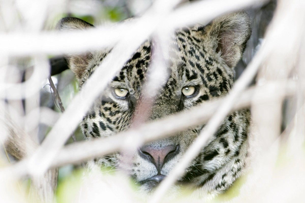 FAUNA NEWS Fotografando a onça-pintada