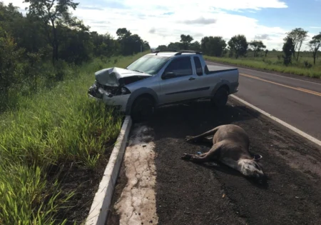 FAUNA NEWS Vale a pena implantar medidas para reduzir atropelamentos de fauna em rodovias?