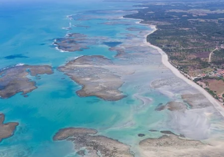 FAUNA NEWS Aumento da acidez do Atlântico pelas mudanças climáticas ameaça corais brasileiros