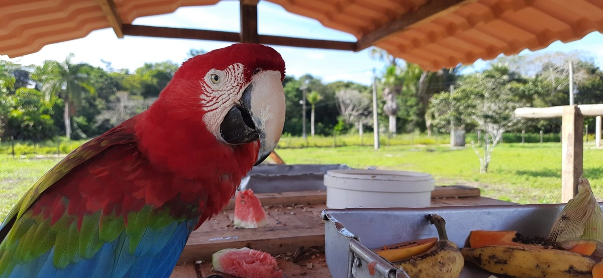 FAUNA NEWS Araras-vermelhas-grandes são reintroduzidas na Mata Atlântica do sul da Bahia