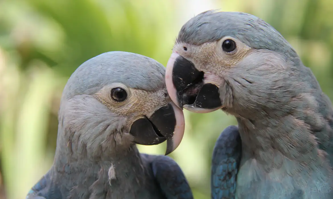 FAUNA NEWS Proibição do comércio internacional: uma das saídas pelo fim da escravização de animais silvestres