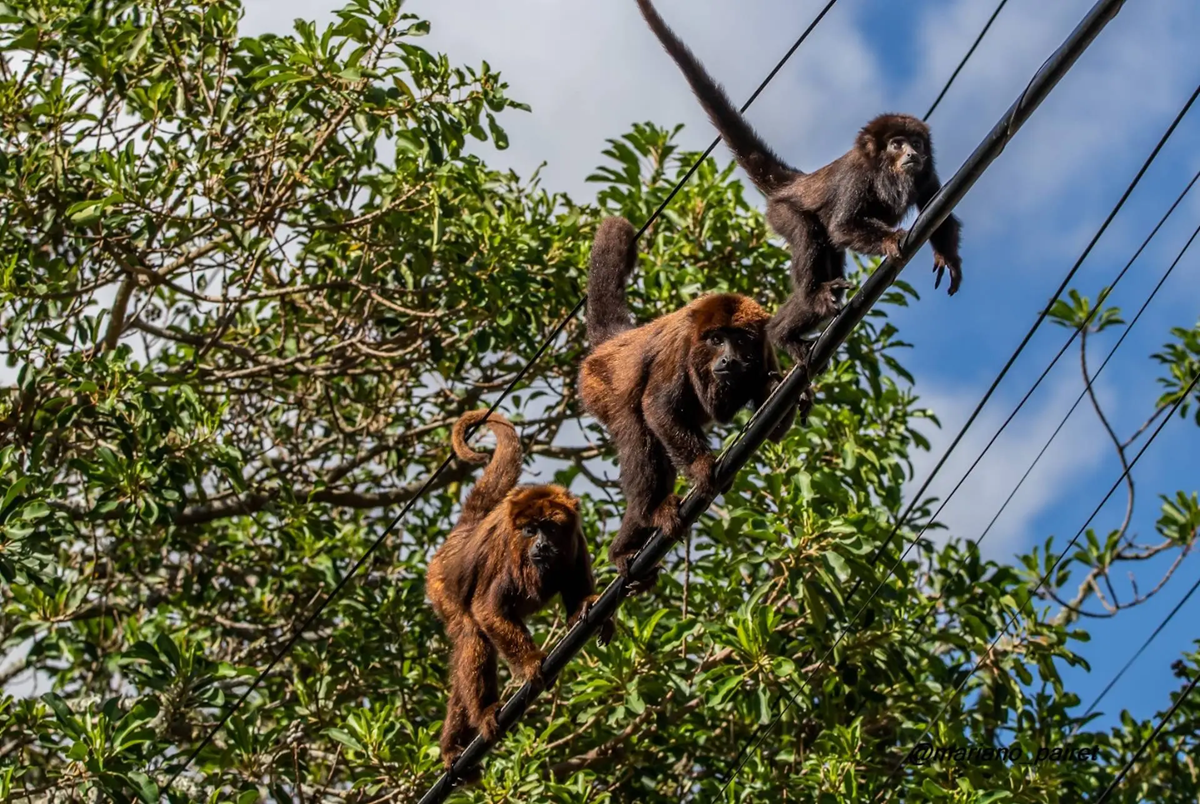 FAUNA NEWS Primatólogos apoiam projeto de lei para evitar acidentes elétricos com animais