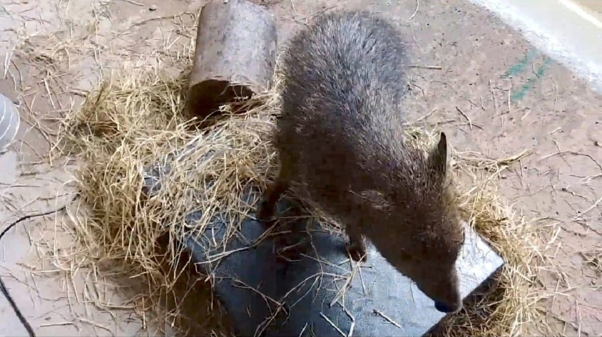 FAUNA NEWS O uso de técnicas de condicionamento animal nos centros de triagem e reabilitação