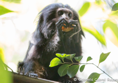 FAUNA NEWS Educação ambiental de longo prazo: o projeto de conservação do mico-leão-preto
