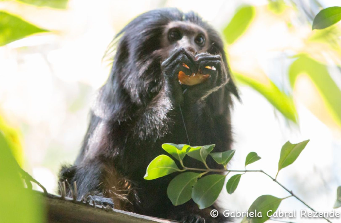 FAUNA NEWS Educação ambiental de longo prazo: o projeto de conservação do mico-leão-preto