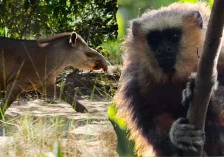 FAUNA NEWS Primatas e antas são temas de eventos científicos