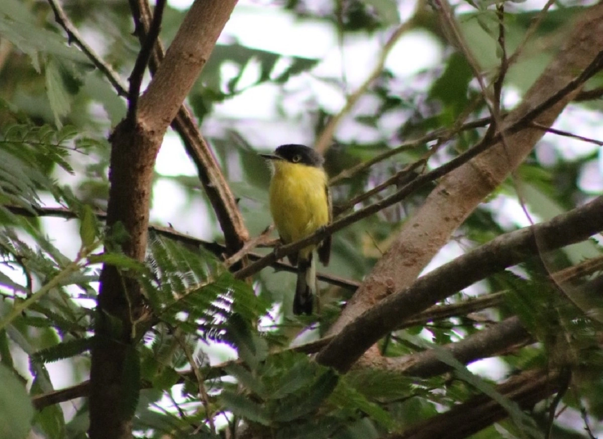 FAUNA NEWS Para além do Jurassic Park: os dinossauros que vivem sobre nós