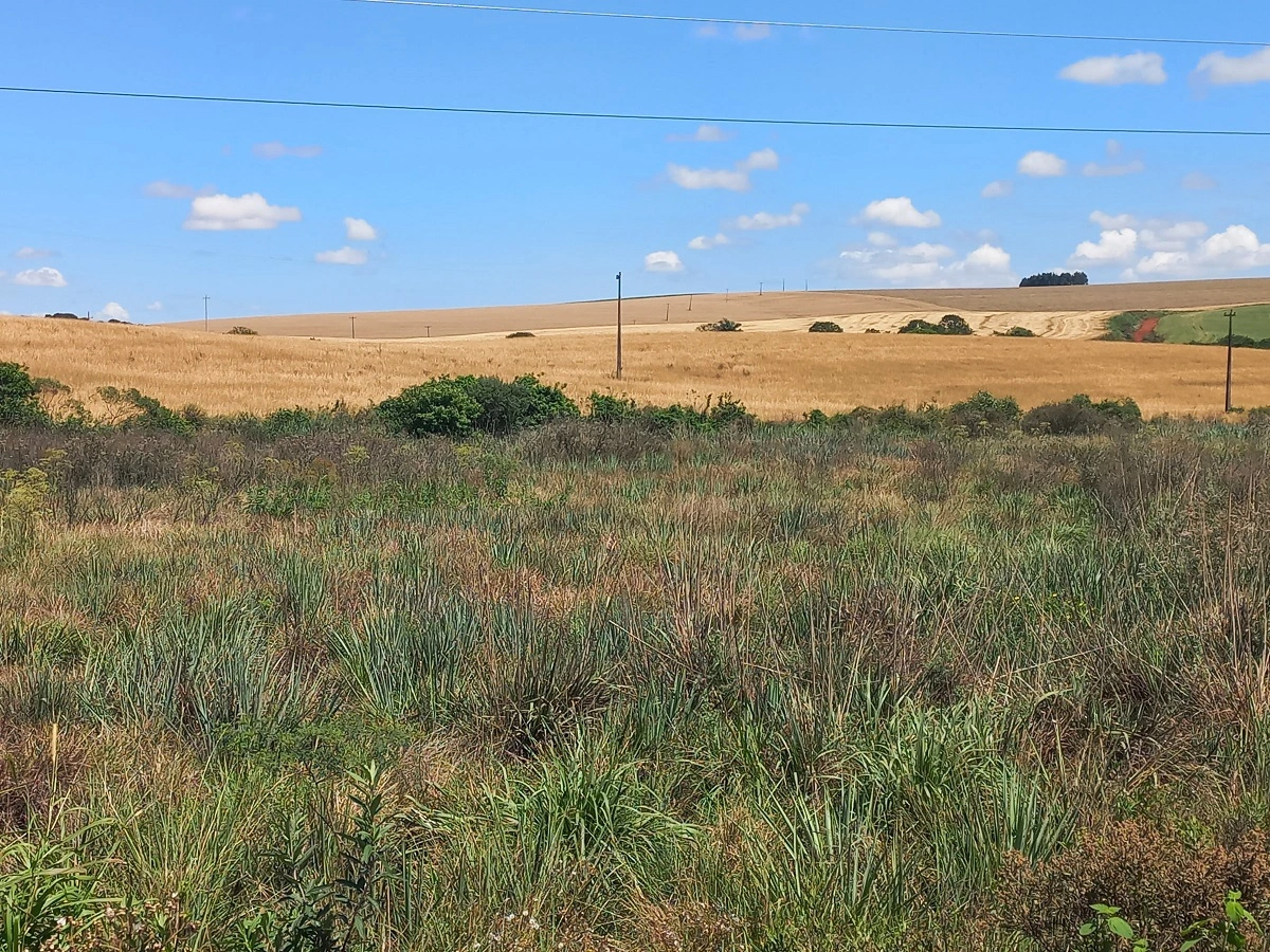 FAUNA NEWS fauna silvestre do Rio Grande do Sul sofre consequências após enchentes