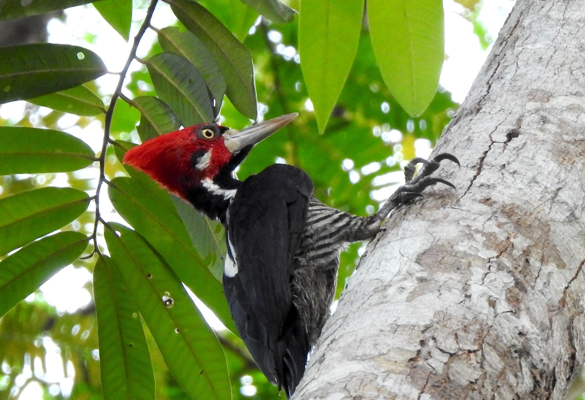 FAUNA NEWS Observar aves cura: pratique ornitoterapia