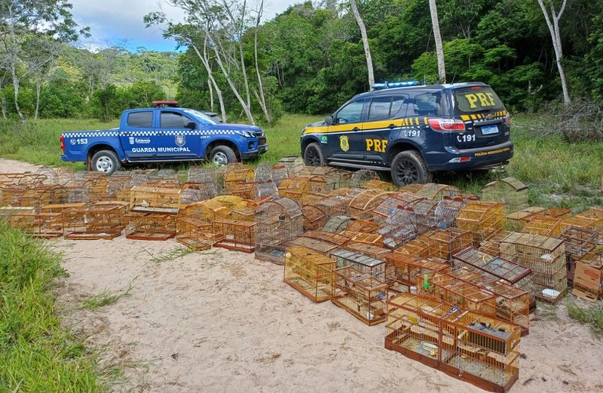 FAUNA NEWS Relatório escancara “lavagem” de animais traficados no Brasil