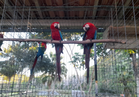 FAUNA NEWS Pernambuco repatria 98 aves silvestres para Bahia e São Paulo