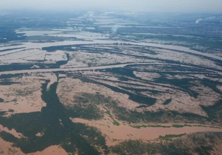 FAUNA NEWS Enchentes no RS: quais os impactos para a fauna silvestre?