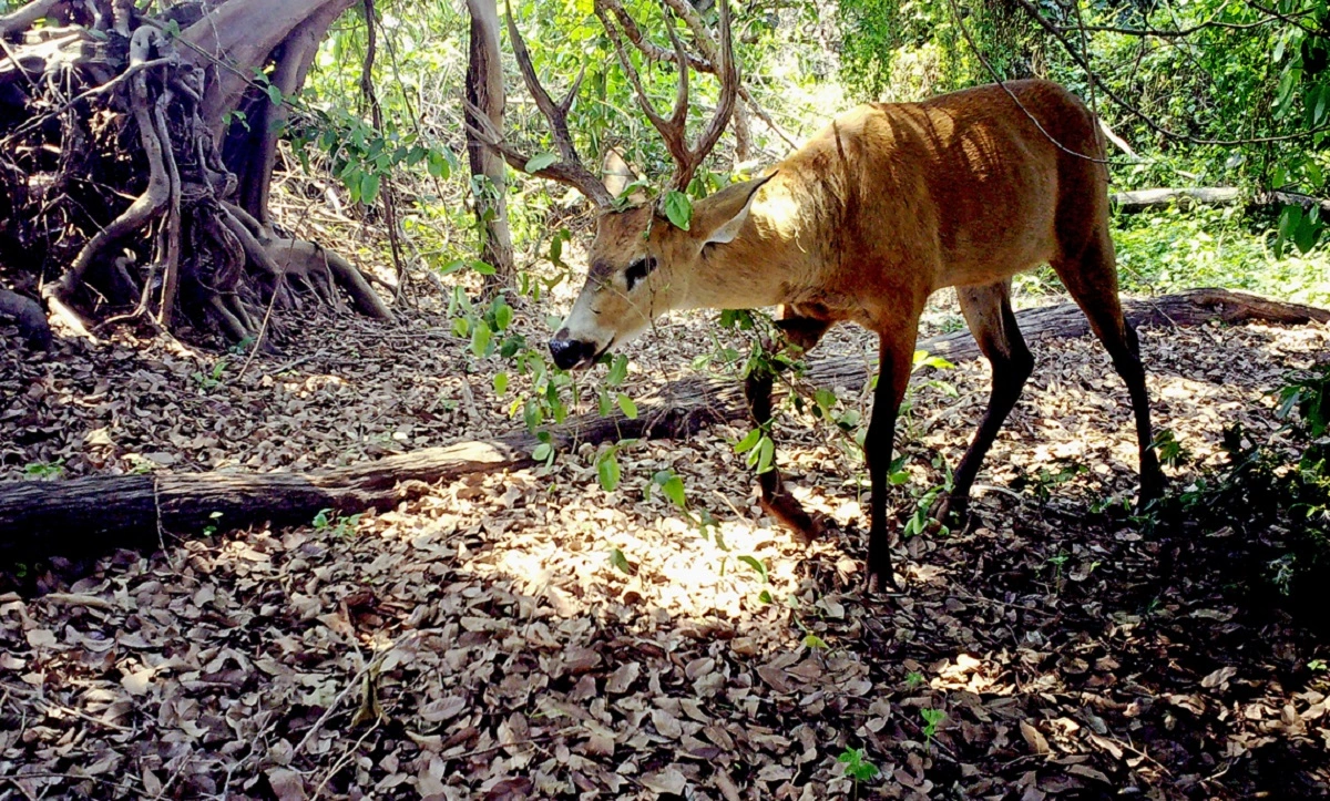 FAUNA NEWS Atual queimada pode mudar para sempre o bioma do Pantanal