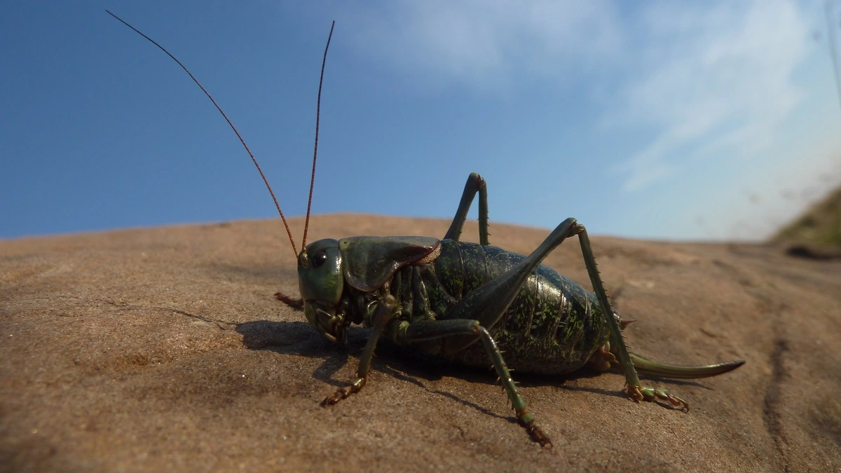 FAUNA NEWS Um tapete de grilos nas rodovias dos Estados Unidos 