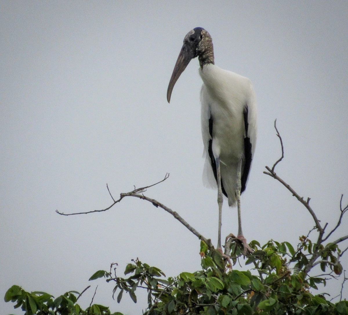 FAUNA NEWS Fotografando o tuiuiú