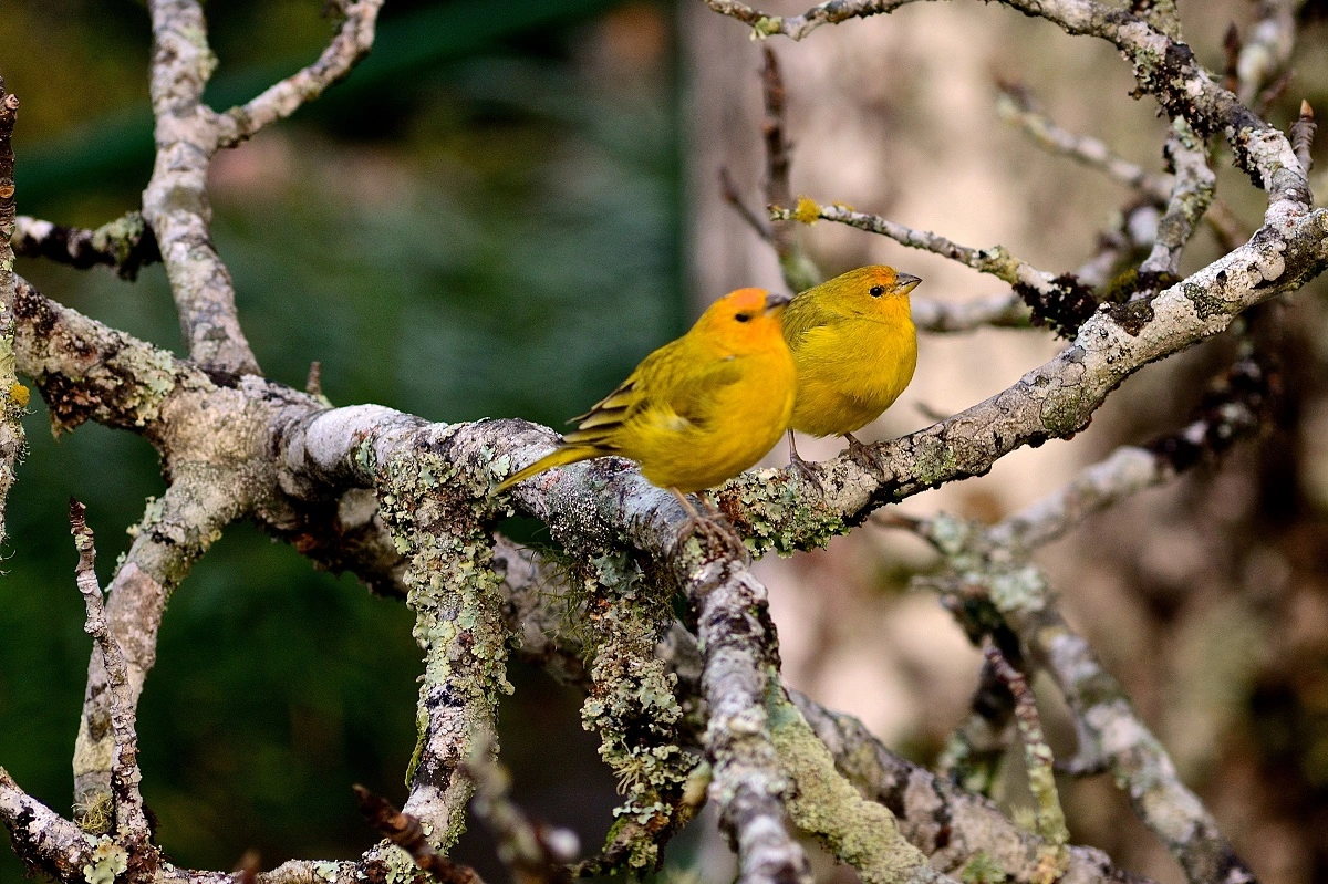 FAUNA NEWS Racismo ambiental e caça: o efeito rebote das solturas sem diálogo com os locais