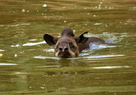 FAUNA NEWS PAN Ungulados: translocação como estratégia de conservação