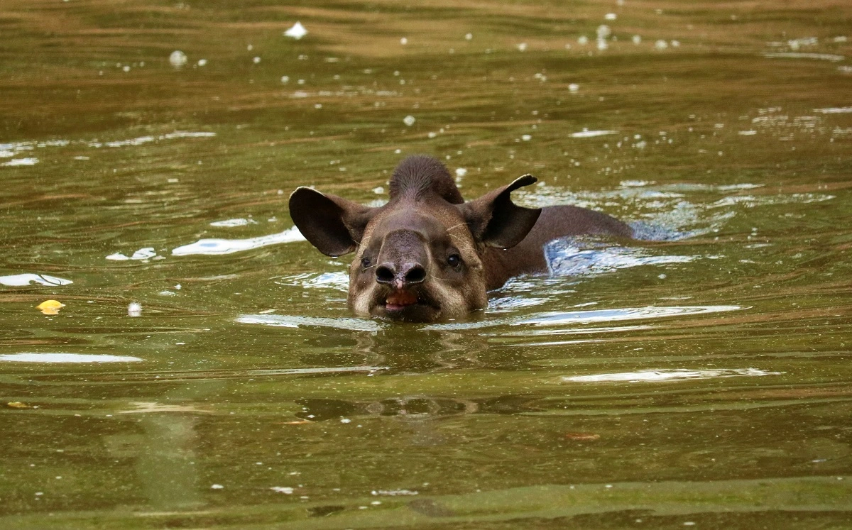 FAUNA NEWS PAN Ungulados: translocação como estratégia de conservação