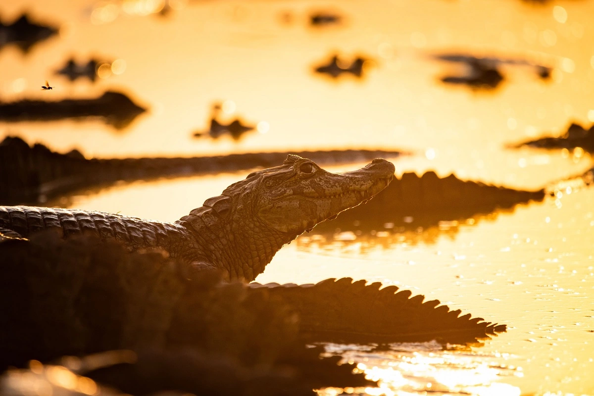 FAUNA NEWS Fotógrafo na conservação: entrevistando Fernando Faciole