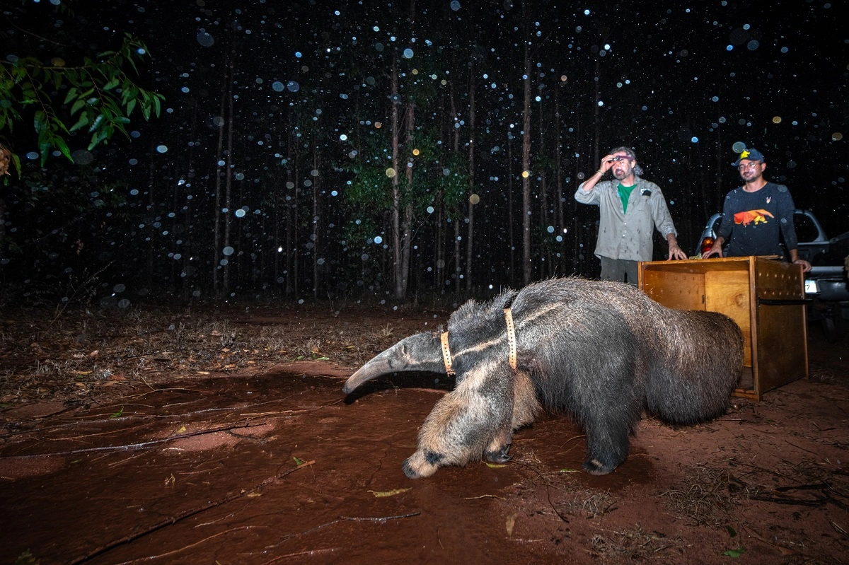 FAUNA NEWS Fotógrafo na conservação: entrevistando Fernando Faciole